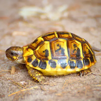 Elevage de Tortues de Terre Tortues d'Hermann