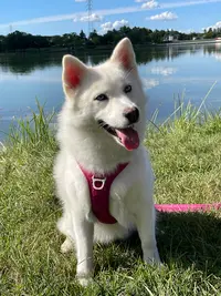 La Vallée du Pomsky