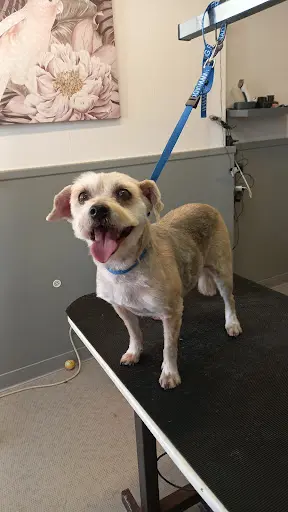 Happy Dog