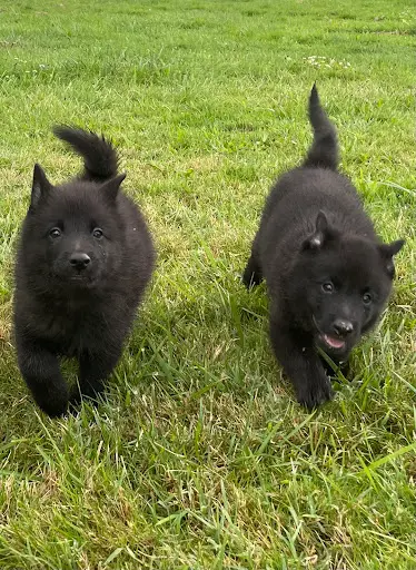 Pension Canine et Féline des Derniers Centurions