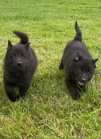 Pension Canine et Féline des Derniers Centurions