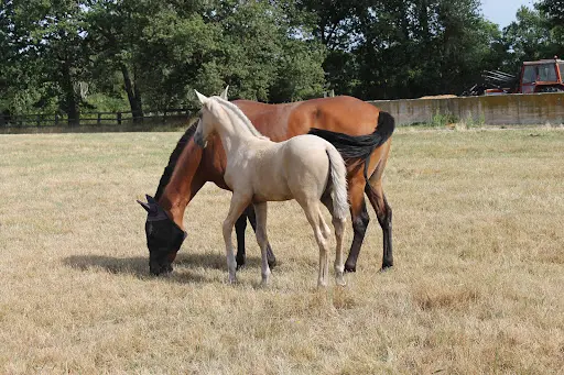 Domaine Equestre du Solat