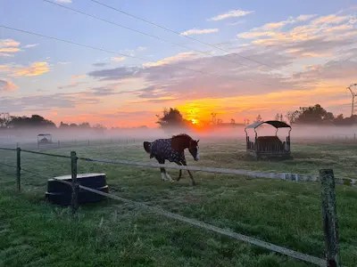 Haras des Faunes