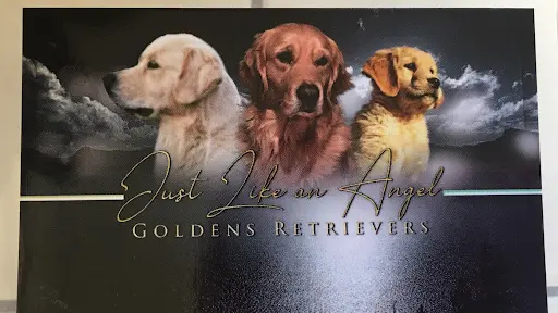 Just Like An Angel Golden Retriever