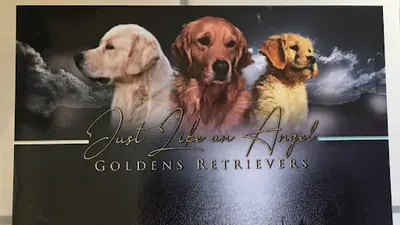 Just Like An Angel Golden Retriever