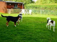 Pension Canine "comme À la Maison"