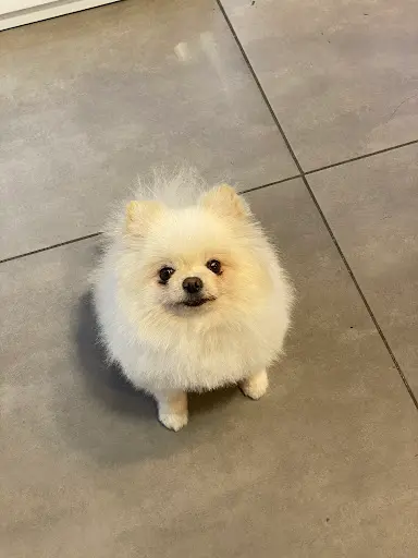 Animalin Toilettage