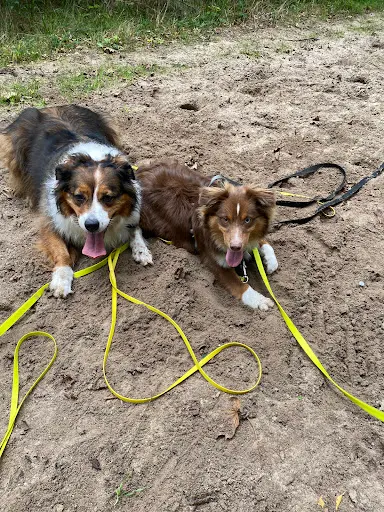 Une Vie de Chien
