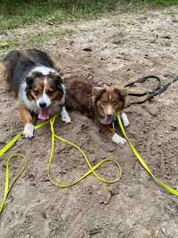 Une Vie de Chien