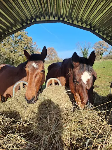 Pension Pour Chevaux - Domaine de Mons