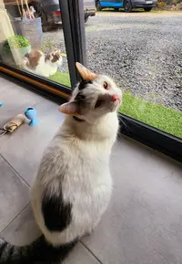 Au Royaume des Chats Athée sur Cher