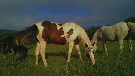 Le Cheval Est Dans le Pré