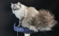 Chatterie Perle d'Anjou - Élevage de Chats Sibériens À Aubagne, France