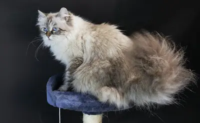 Chatterie Perle d'Anjou - Élevage de Chats Sibériens À Aubagne, France
