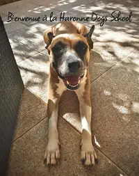 Haronne Dogs School - Education Canine - Comportementaliste sur Aubagne Marseille et Alentours - Premiers Secours Chien/chat