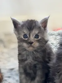 Elevage de Maine Coon Blofeld