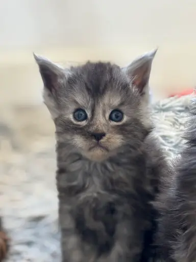 Elevage de Maine Coon Blofeld