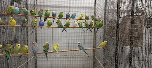 Oisellerie Animalerie Aubaisienne