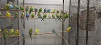 Oisellerie Animalerie Aubaisienne