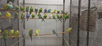 Oisellerie Animalerie Aubaisienne