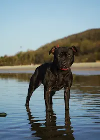 Élevage de Staffordshire Bull Terrier - Vallee Albines