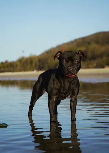 Élevage de Staffordshire Bull Terrier - Vallee Albines