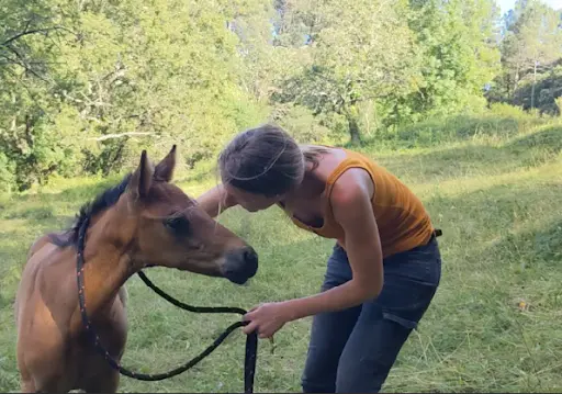 Sophie Lély, Équitation et Éducation du Cheval
