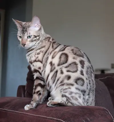 Chatterie Felix-felicis Bengal