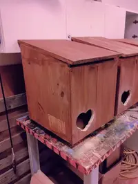 Jennah Cats