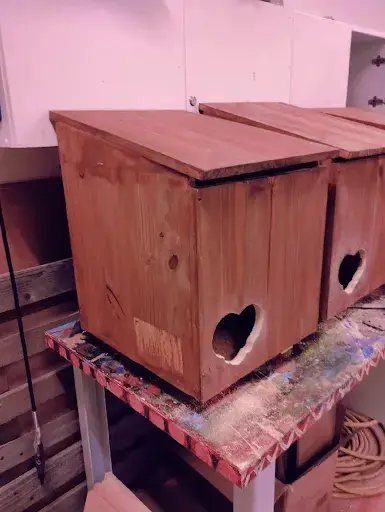Jennah Cats
