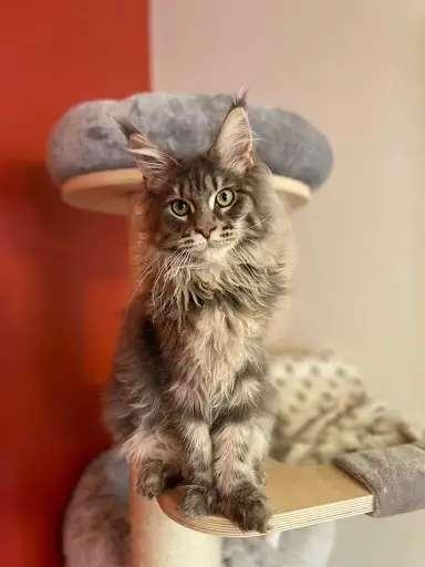 Chatterie des Terres D’oc - Elevage de Maine Coon Loof en Gironde (33)
