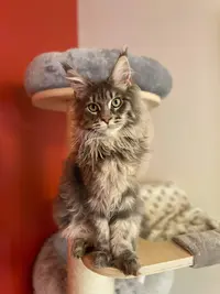 Chatterie des Terres D’oc - Elevage de Maine Coon Loof en Gironde (33)