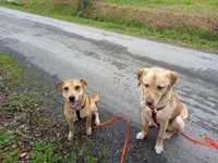l'École Canine