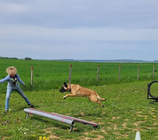 Dog S Services - Éducateur Canin