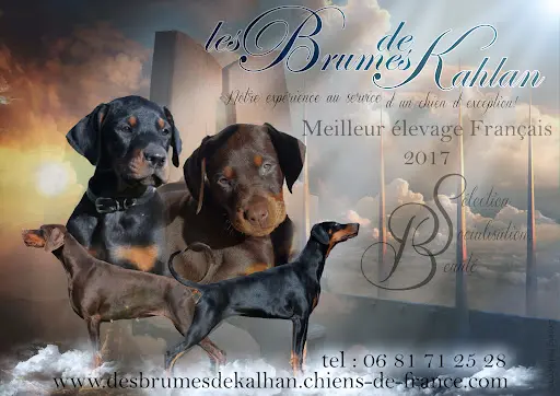 Elevage Pomskys du Temple des Vents / Elevage Dobermann des Brumes de Kahlan