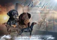 Elevage Pomskys du Temple des Vents / Elevage Dobermann des Brumes de Kahlan
