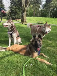 Co-op Dog & Cat/ Comportementaliste Canin et Pet-sitter 59 62