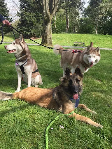 Co-op Dog & Cat/ Comportementaliste Canin et Pet-sitter 59 62