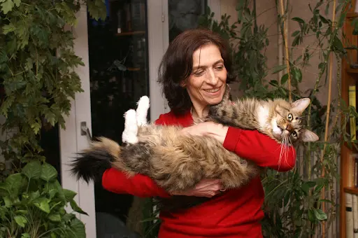 Chatterie Manicouagan Elevage de Maine Coon (gers 32, Occitanie)