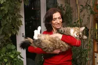Chatterie Manicouagan Elevage de Maine Coon (gers 32, Occitanie)