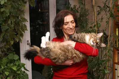 Chatterie Manicouagan Elevage de Maine Coon (gers 32, Occitanie)