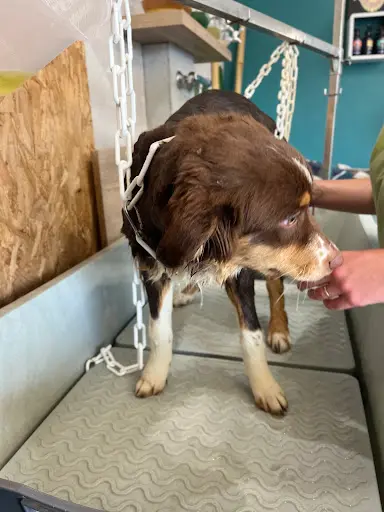 Au Paradis du Chien