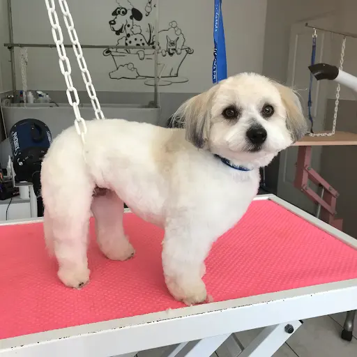 Au Bonheur Canin