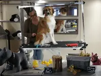 Nom d'Un Chien ! Toilettage, Pension Familiale et Médiation Animale