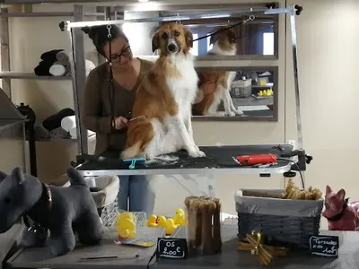 Nom d'Un Chien ! Toilettage, Pension Familiale et Médiation Animale