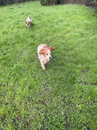 Élevage et Pension Canine de la Douce Source: Éleveur de Westie (west Highland White Terrier) et de Golden (golden Retriever)