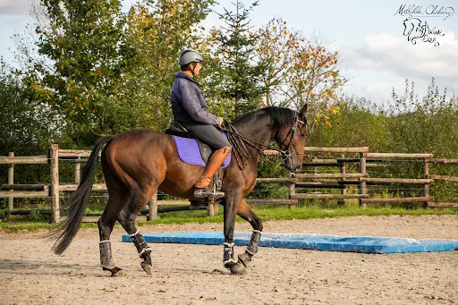 Equi Clever H