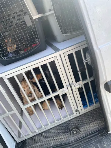 Trans Pet Access