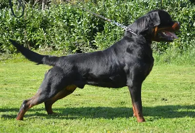 Rottweiler et Boxer du Temple d'Adranos