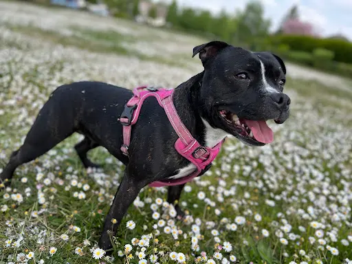 Élevage de Staffie - Of Spirit Wolf Addict ➿